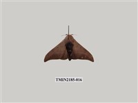 藏品(鉤翅赭蠶蛾)的圖片